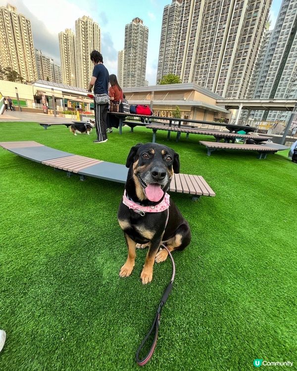 大埔寵物打卡熱點‼️