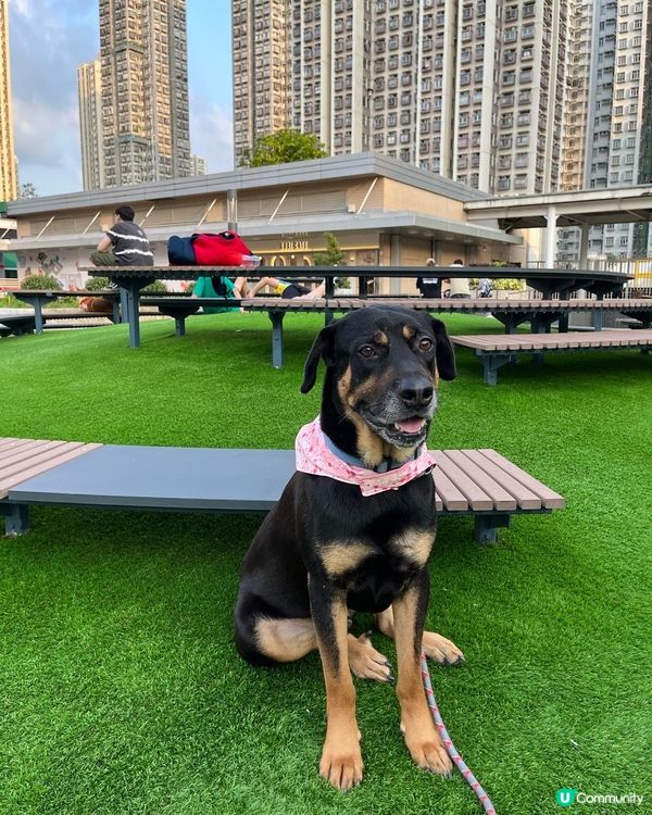 大埔寵物打卡熱點‼️