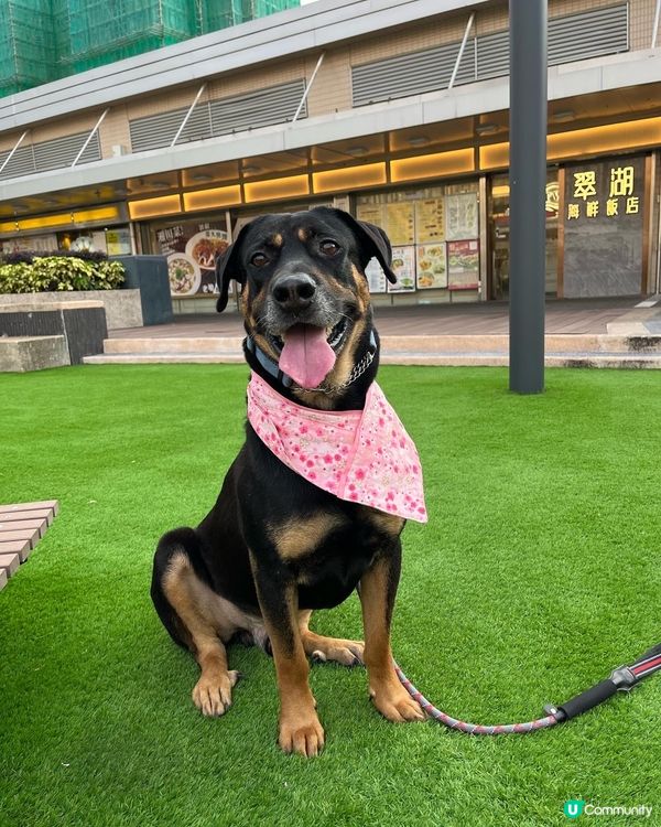 大埔寵物打卡熱點‼️