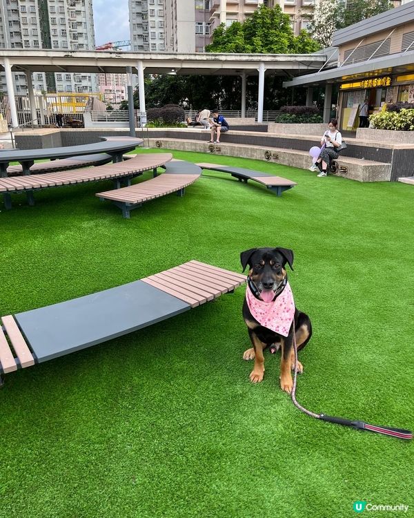 大埔寵物打卡熱點‼️