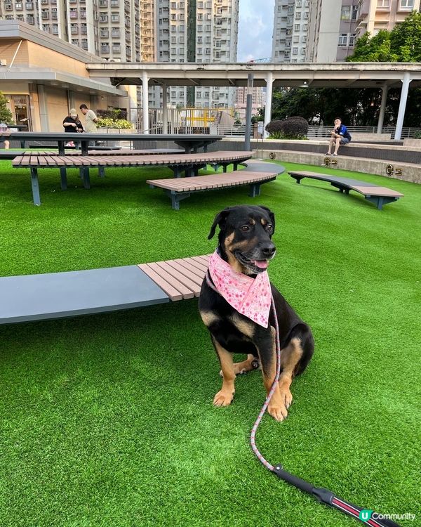 大埔寵物打卡熱點‼️