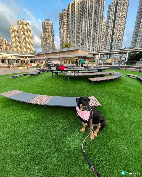 大埔寵物打卡熱點‼️