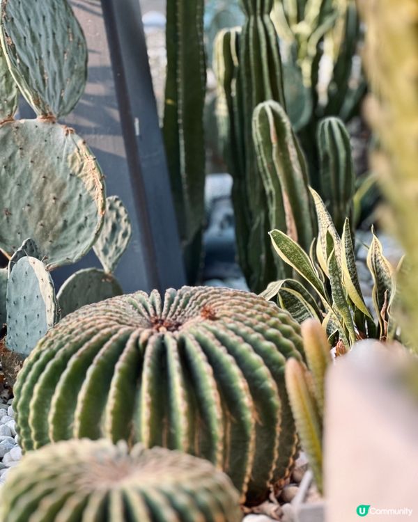 城市中的綠洲Cafe