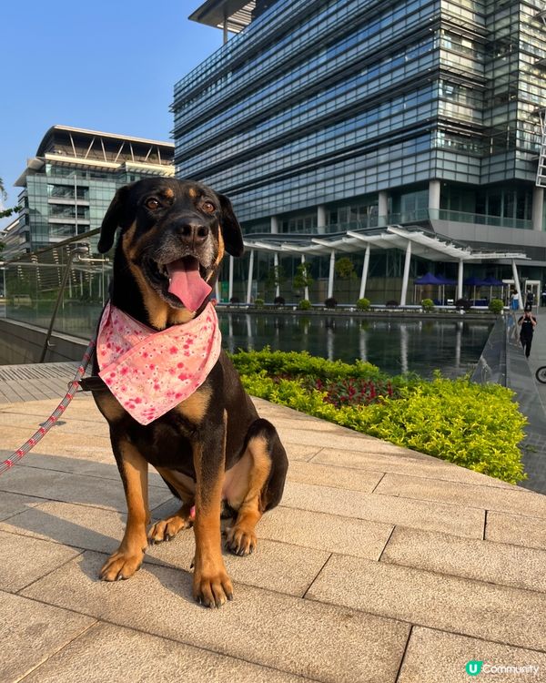 白石角狗狗打卡好去處