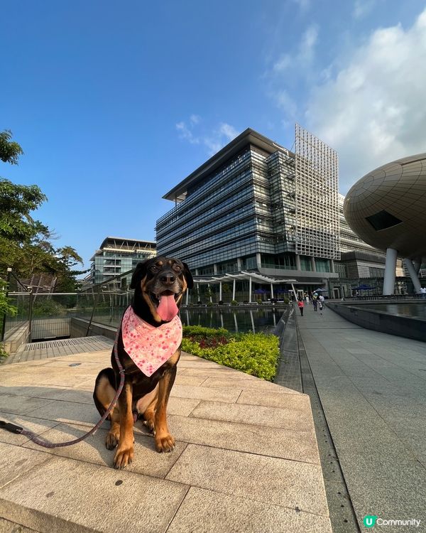 白石角狗狗打卡好去處