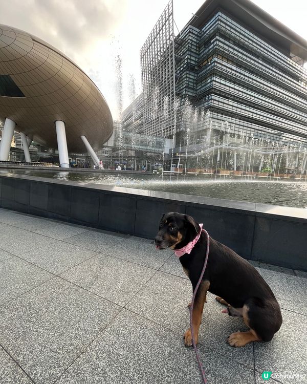 白石角狗狗打卡好去處