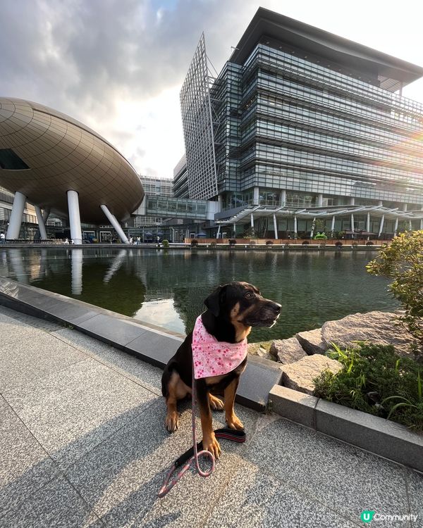 白石角狗狗打卡好去處