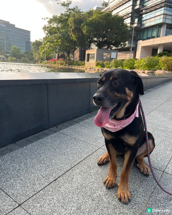 白石角狗狗打卡好去處