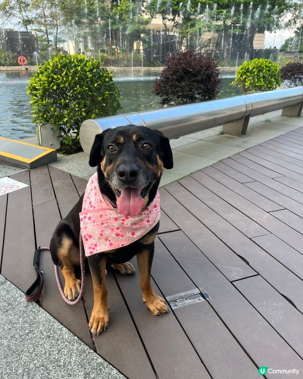 白石角狗狗打卡好去處