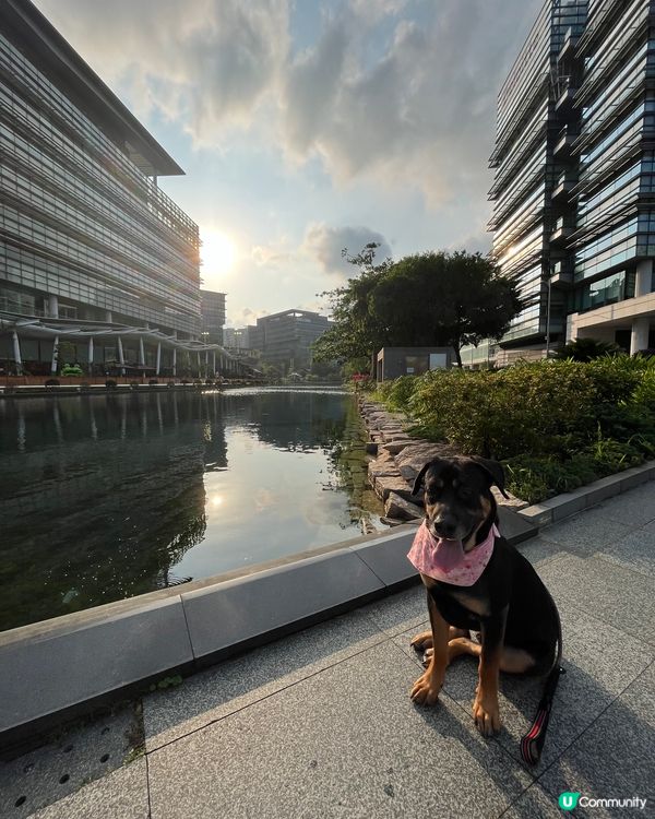 白石角狗狗打卡好去處