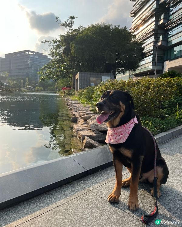 白石角狗狗打卡好去處