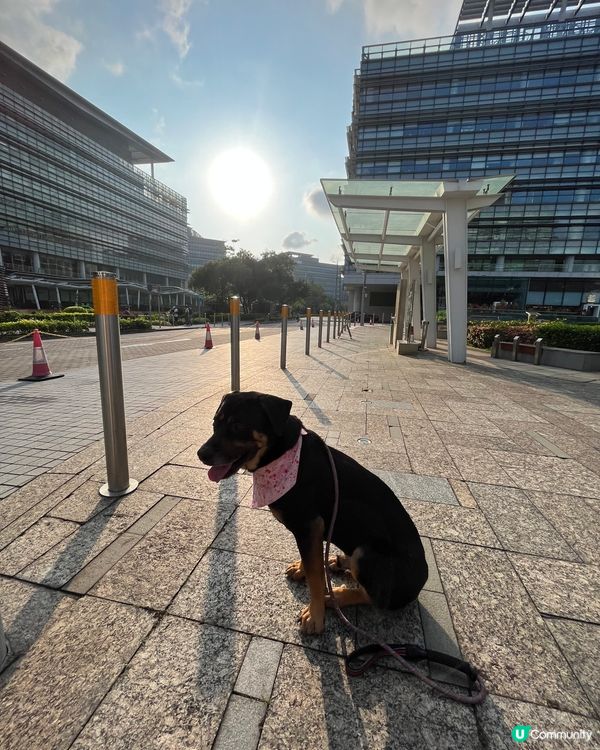 白石角狗狗打卡好去處