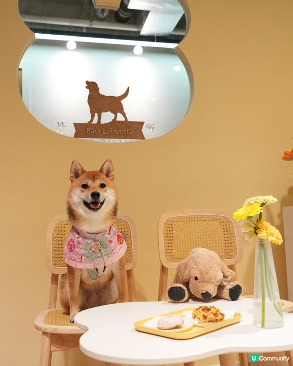 狗狗必殺技 坐定定食野禾至叻