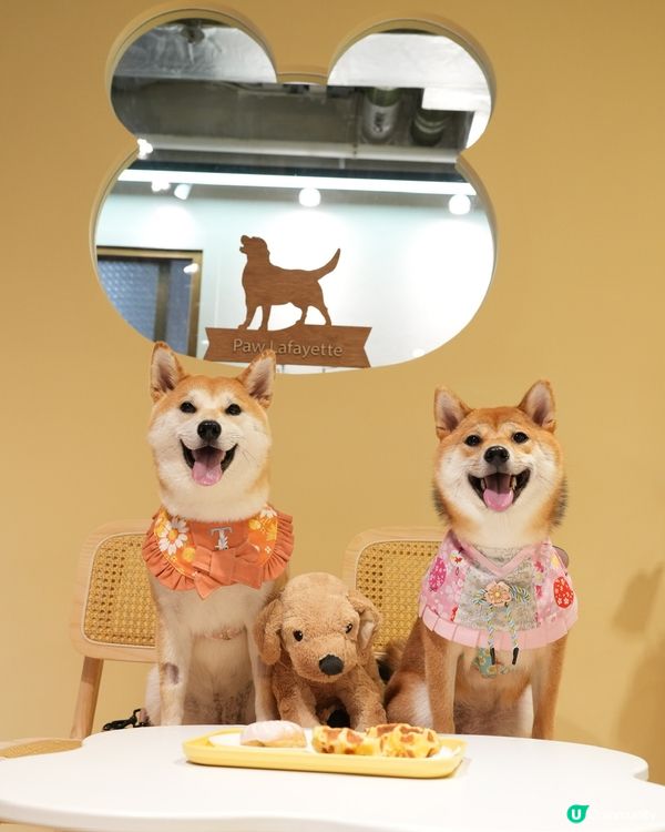 狗狗必殺技 坐定定食野禾至叻