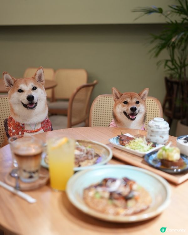 狗狗必殺技 坐定定食野禾至叻