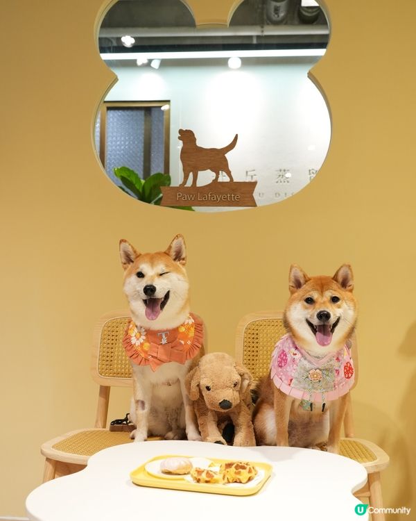 狗狗必殺技 坐定定食野禾至叻