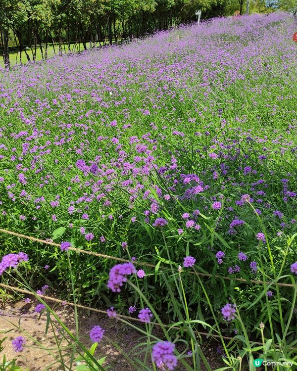 馬鞭草花海