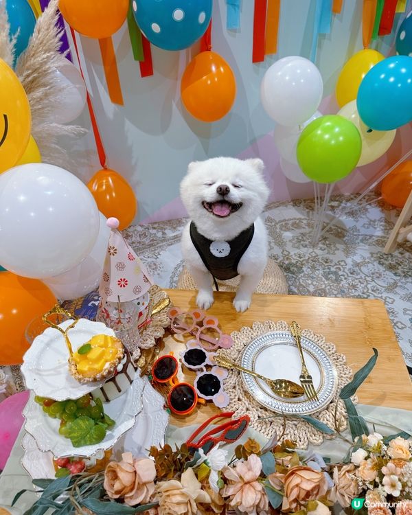 狗狗必殺技 朦朦眼😆