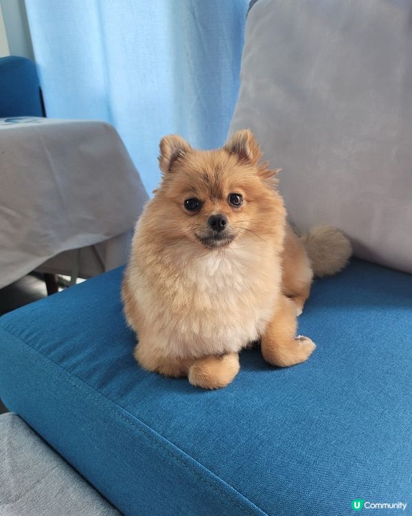 珍珠瞌眼瞓樣😂