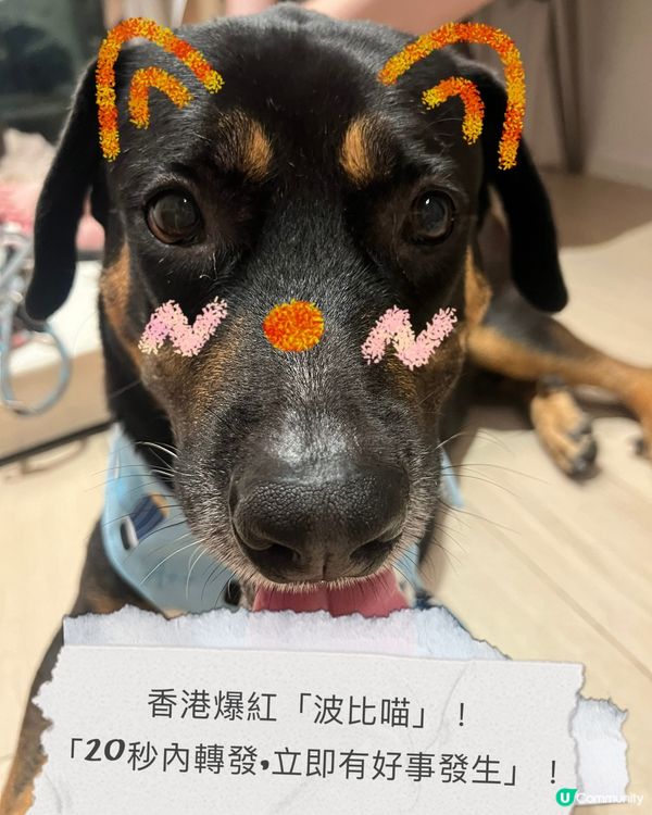香港爆紅「波比喵」 「20秒內轉發,立即有好事發生」