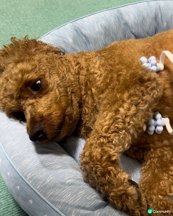 成日都伸手手抓人要按摩，整支專業嘅私人按摩轆比你益你啦