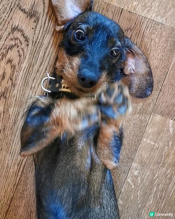 招招積積的在賣萌