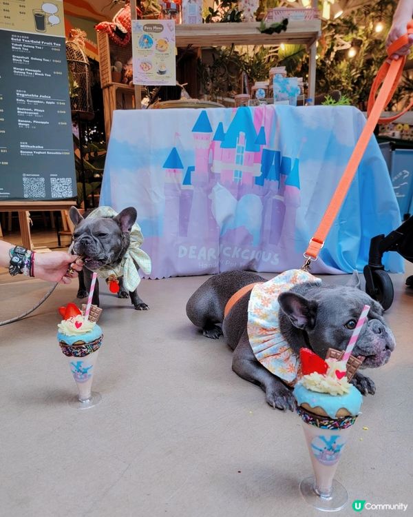 同朋友仔去食Tea打卡 😋冬甩🍩奶昔#狗狗必殺技#2023日...