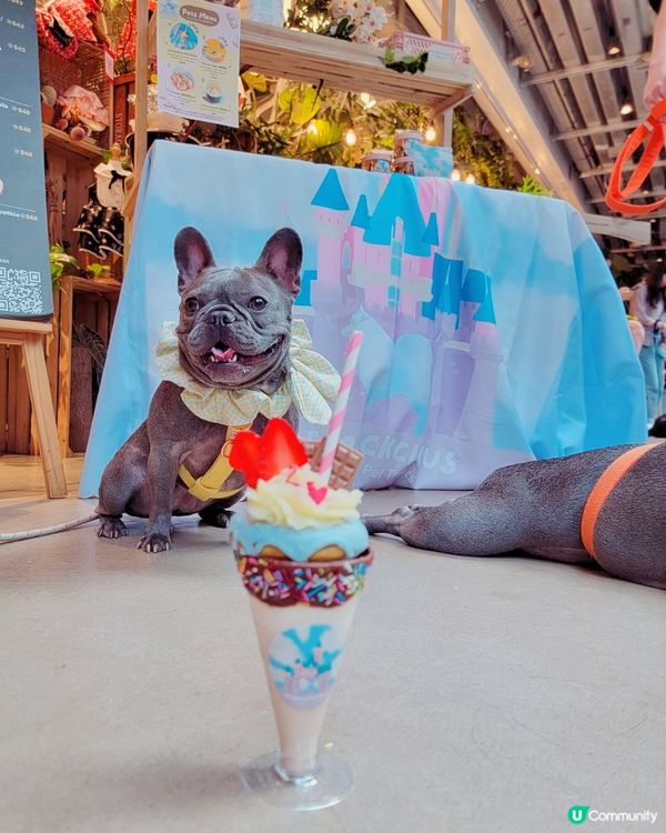 同朋友仔去食Tea打卡 😋冬甩🍩奶昔#狗狗必殺技#2023日...