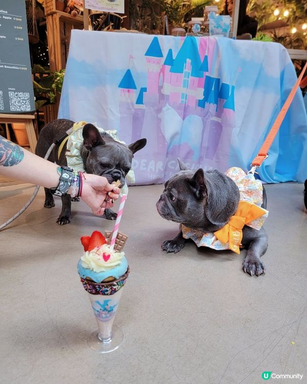 同朋友仔去食Tea打卡 😋冬甩🍩奶昔#狗狗必殺技#2023日...