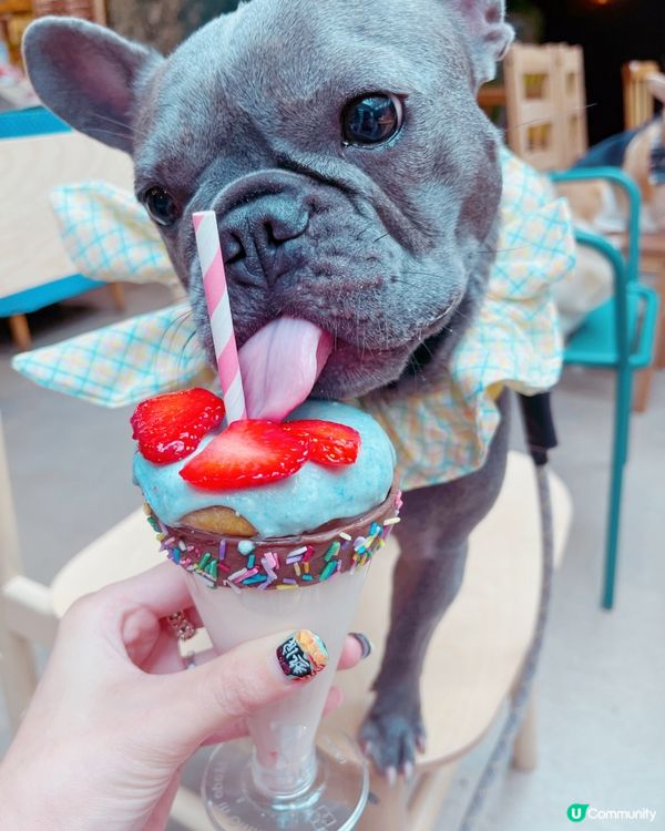 同朋友仔去食Tea打卡 😋冬甩🍩奶昔#狗狗必殺技#2023日...