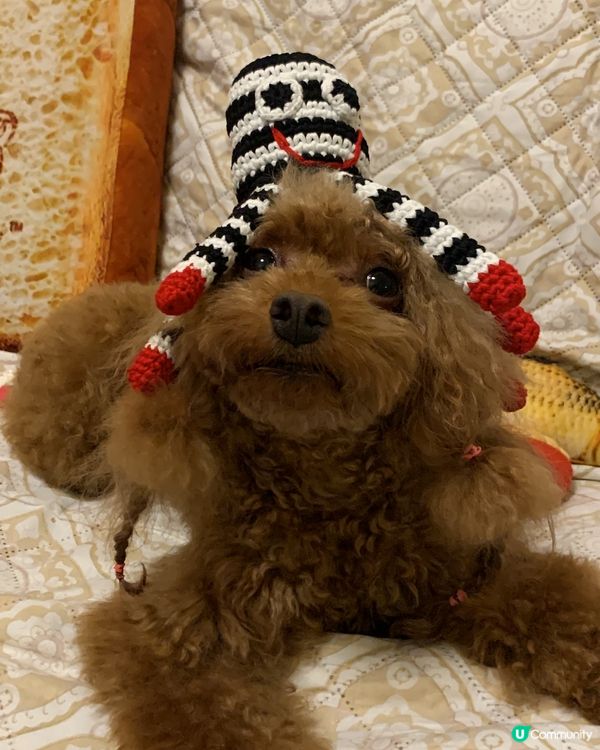 只要有野食，放咩係本大爺個頭上面都得！ 我仲唔係 #社群模範...