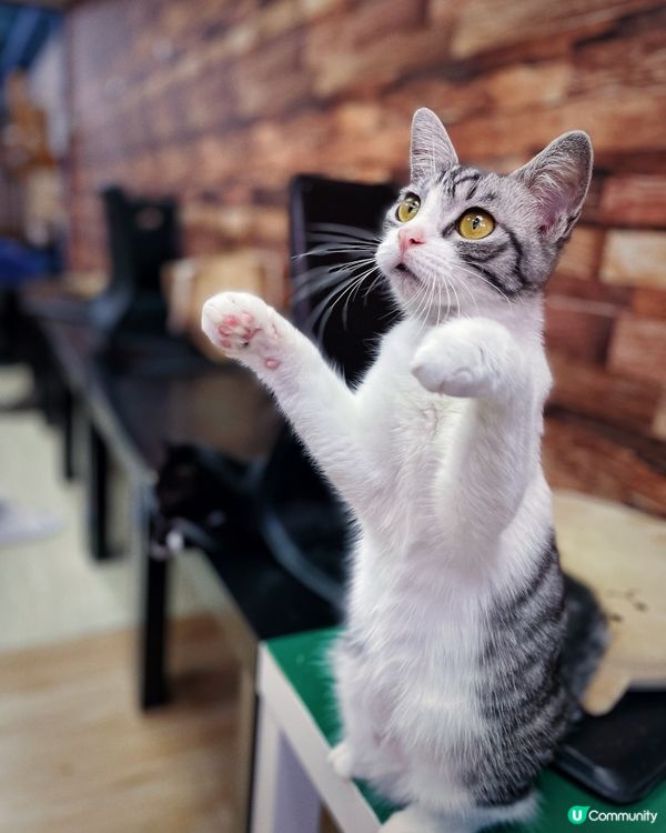 愛貓人士必去之嘆杯貓茶