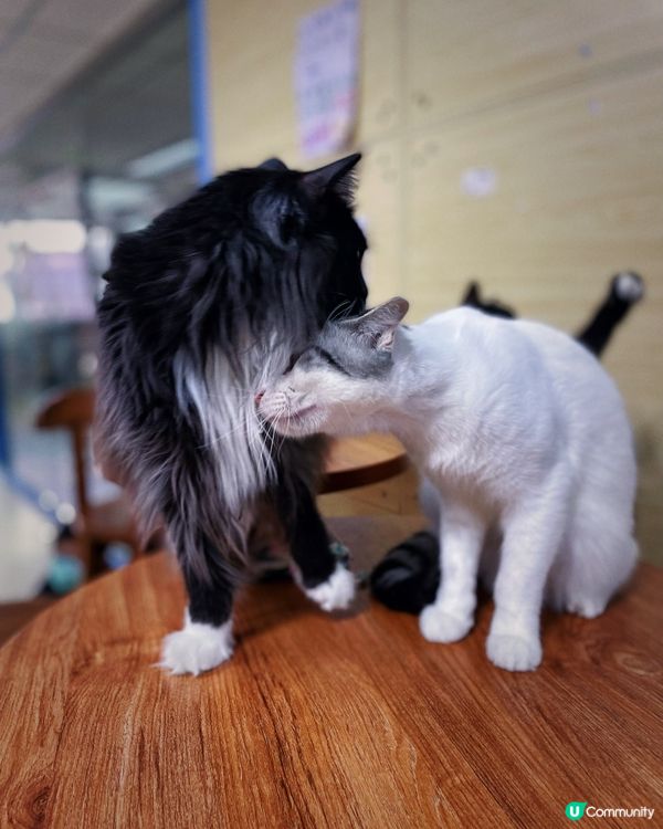 愛貓人士必去之嘆杯貓茶