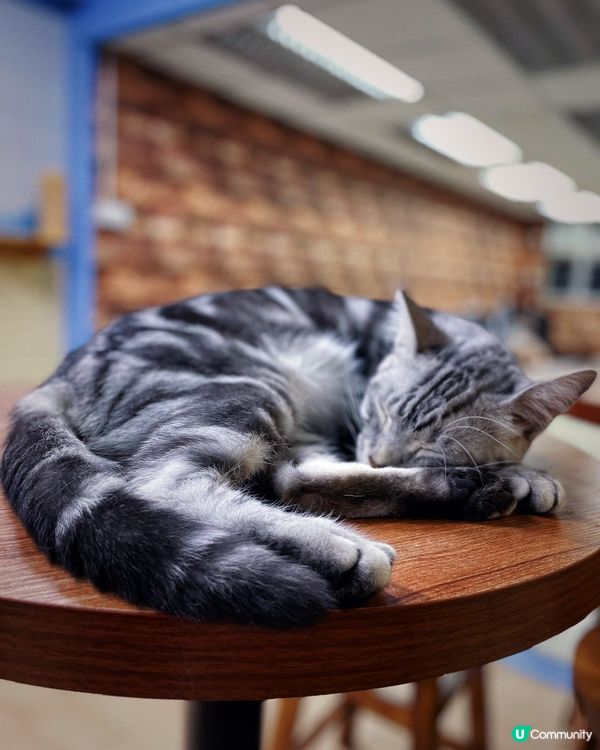 愛貓人士必去之嘆杯貓茶