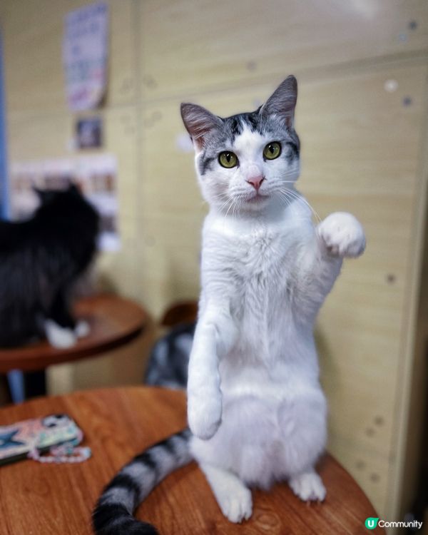 愛貓人士必去之嘆杯貓茶