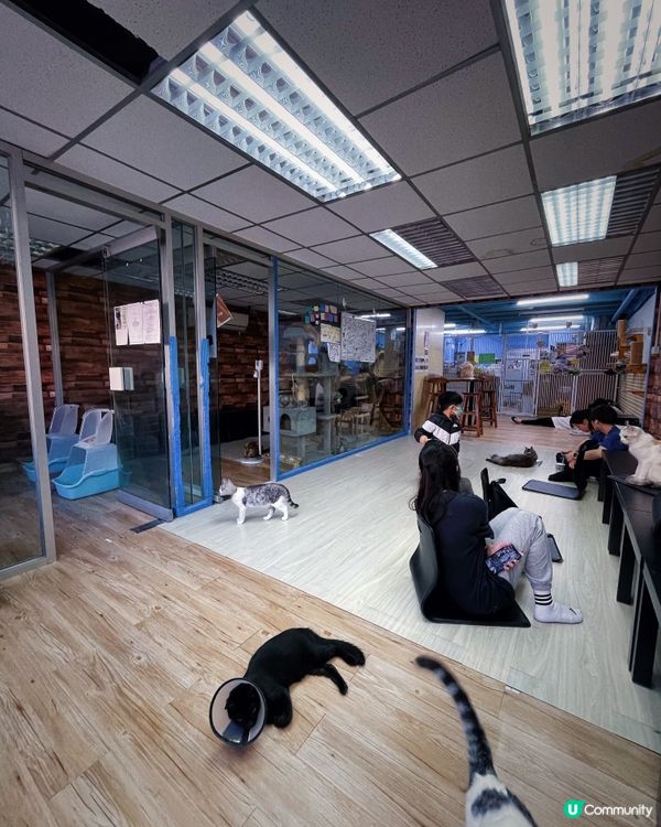 愛貓人士必去之嘆杯貓茶