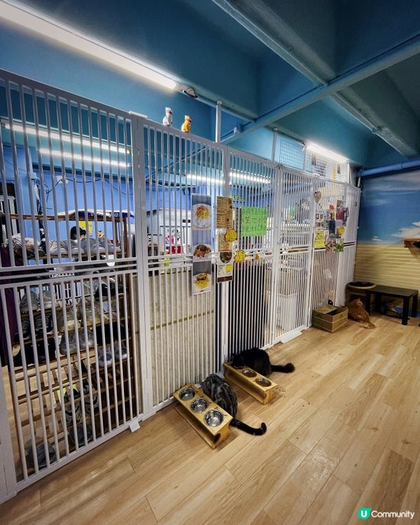 愛貓人士必去之嘆杯貓茶