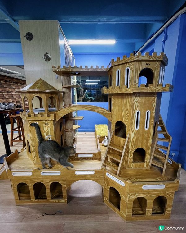 愛貓人士必去之嘆杯貓茶