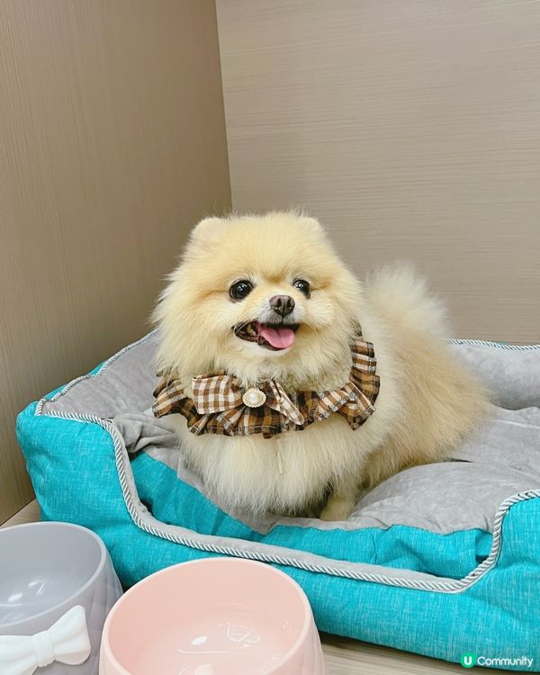 Pet Villa 全新何文由旗艦店開幕！
