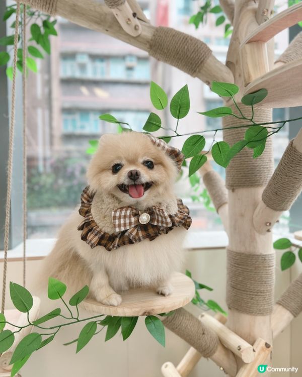 Pet Villa 全新何文由旗艦店開幕！