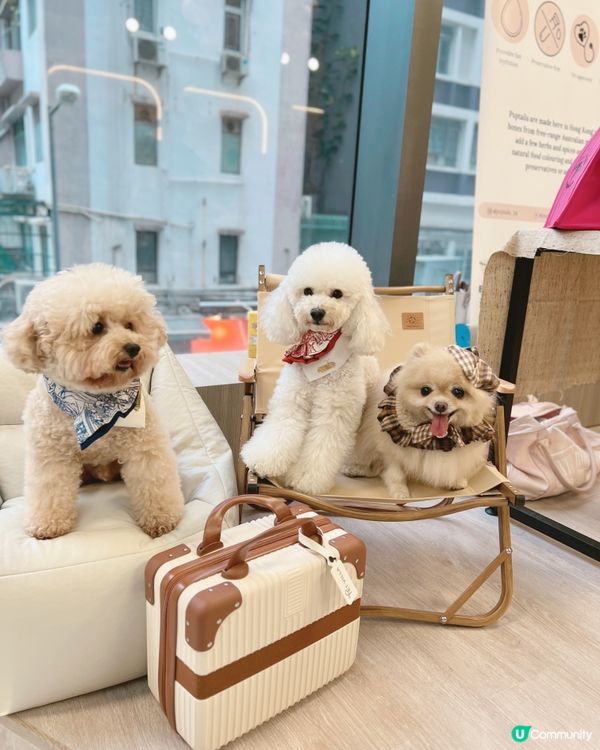 Pet Villa 全新何文由旗艦店開幕！