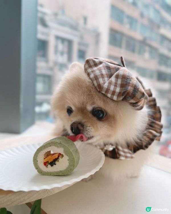 Pet Villa 全新何文由旗艦店開幕！