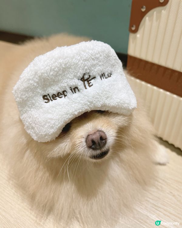 Pet Villa 全新何文由旗艦店開幕！