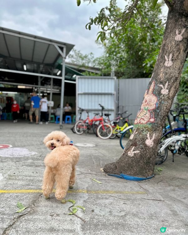 #社群毛範生 笨笨報料🐩去食豆腐花