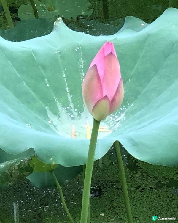 😍雲泉荷花真美！