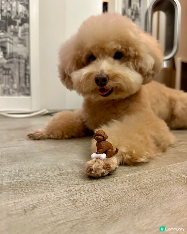 ::扭蛋分享:: My little friend🥰小笨笨