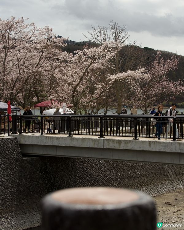 櫻花盛開的河口湖畔