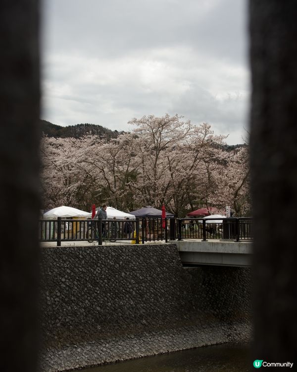 櫻花盛開的河口湖畔