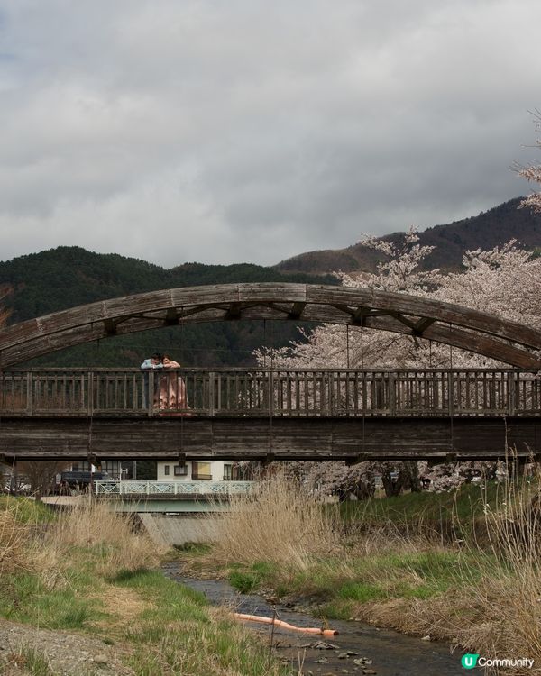櫻花盛開的河口湖畔