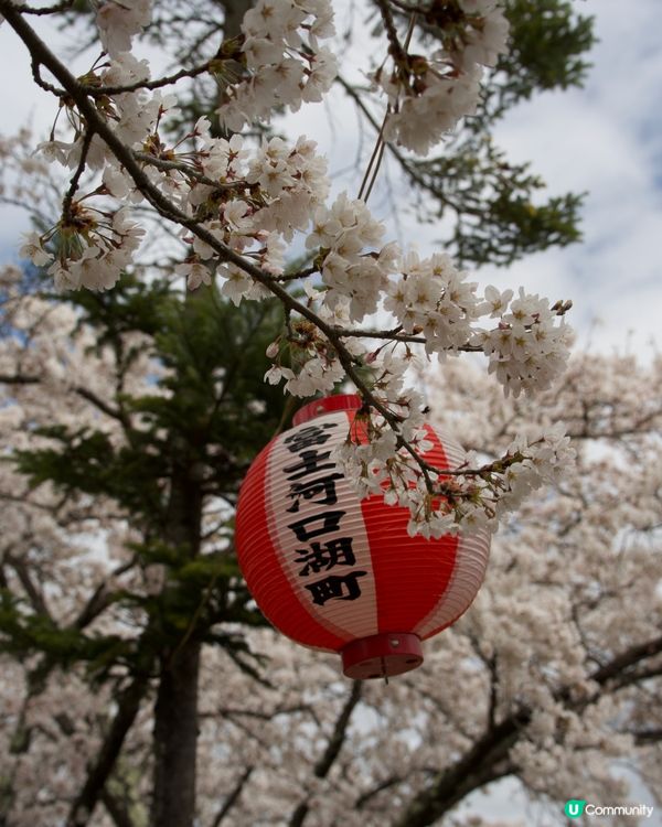 櫻花盛開的河口湖畔